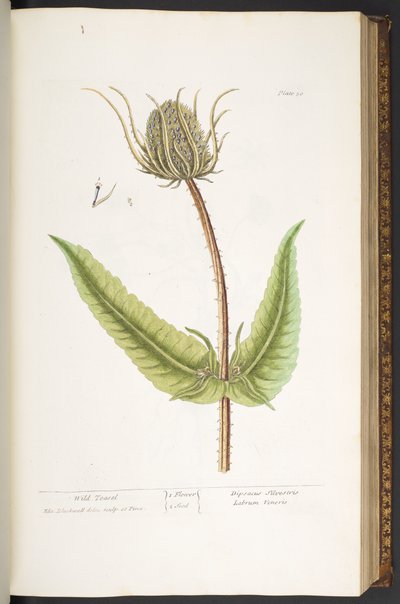 Placa 50, Wild Teasel, de 