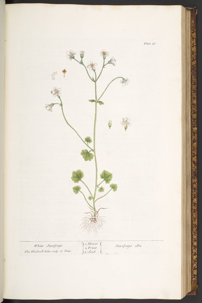 Placa 56, Saxifrage Branco, de 