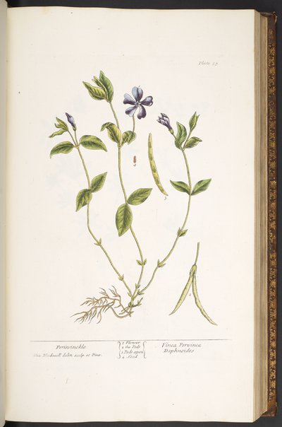 Placa 59, Periwinkle, de 
