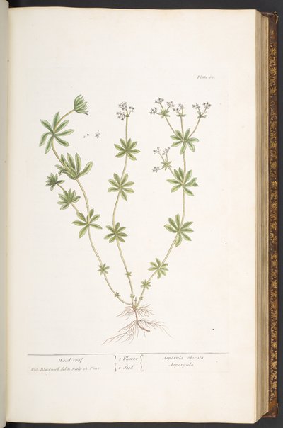 Placa 60, Telhado de madeira de 