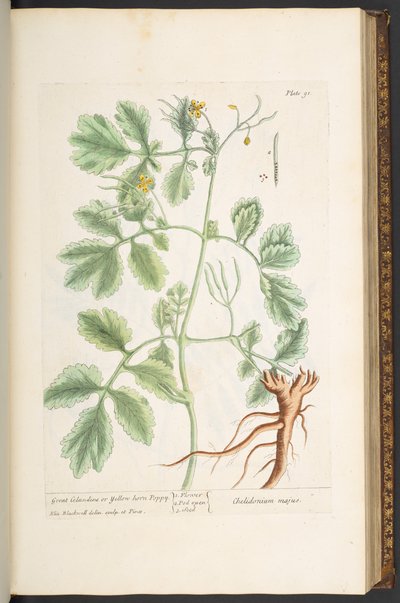 Placa 91, Great Celandine, ou Yellow Horn Poppy, de 