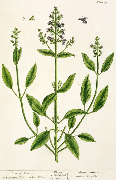 Salviam de &39;A Herbal curioso&39;, 1782 (gravura a cores) de Elizabeth Blackwell