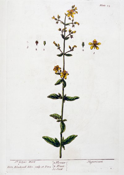 Erva de São João, 1782 de Elizabeth Blackwell