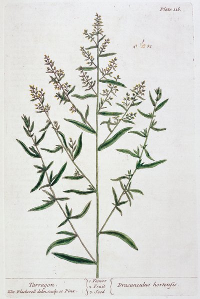Estragão, 1782 de Elizabeth Blackwell
