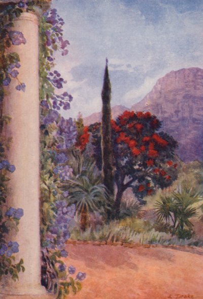Eucalipto vermelho-escuro e Solanum Wendlandii em Paradise, Claremont (litografia a cores) de Elizabeth Drake