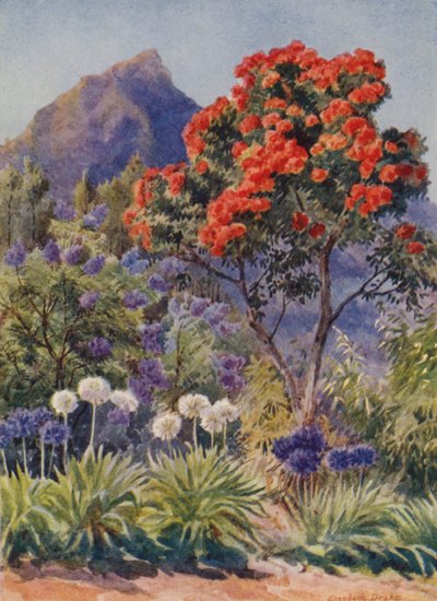 Eucalipto de floração escarlate, perto da Cidade do Cabo (litografia a cores) de Elizabeth Drake