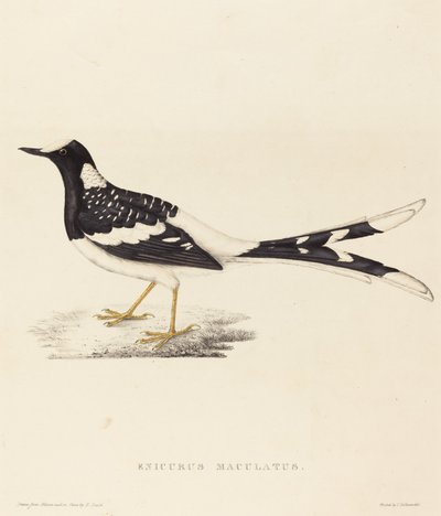Enicurus Maculatus (Forktail manchado) de Elizabeth Gould