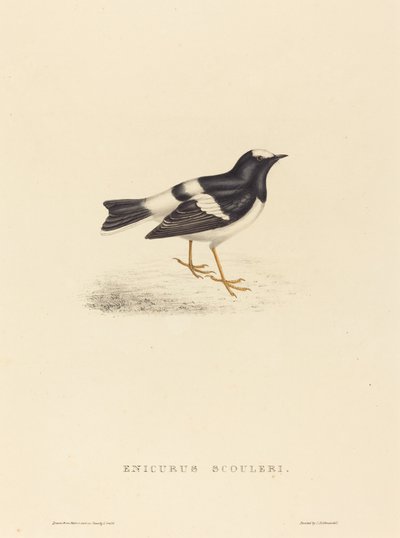 Enicurus Scouleri (Pequeno Forktail) de Elizabeth Gould