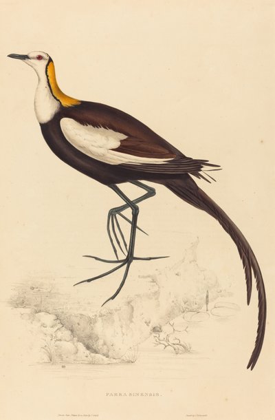 Parra Sinensis (Jacana de cauda de faisão) de Elizabeth Gould