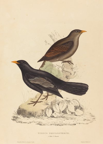 Turdus Poecilopterus (Tordo Asteca) de Elizabeth Gould
