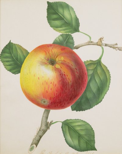 Uma maçã, c.1835 (wc) de Elizabeth Jane Hill