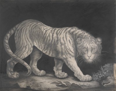 Um Tigre em Prowling de Elizabeth Pringle