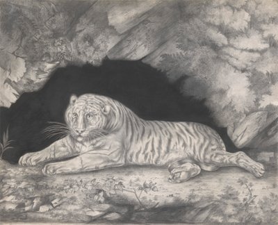 Um Tigre deitado na Entrada de uma Caverna de Elizabeth Pringle