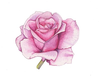 Rosa cor-de-rosa, 2012 (aguarela) de Elizabeth Rider