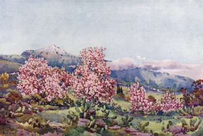 Flor de Amêndoa, Vale de Orotava (cor litho) de Ella Du Cane