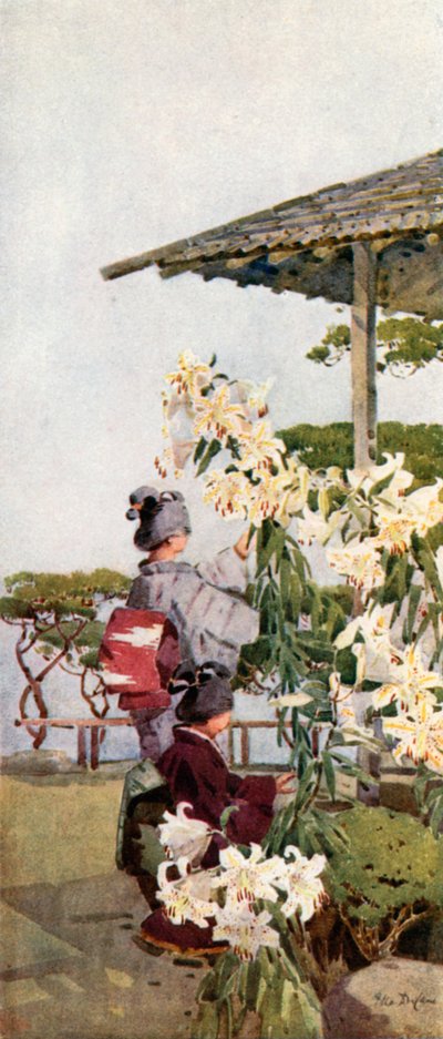Liliun Auratum (cor litho) de Ella Du Cane