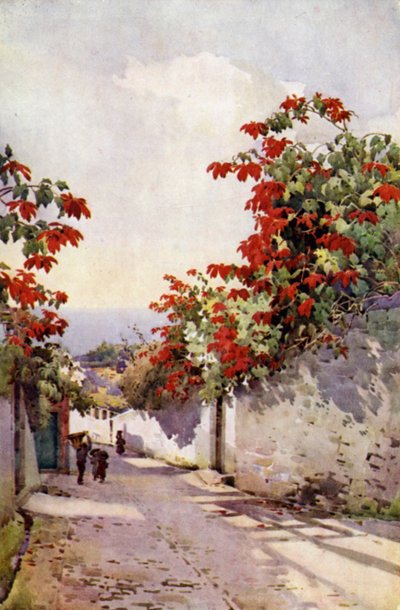 Poinsétia na Estrada do Monte (cor litho) de Ella Du Cane
