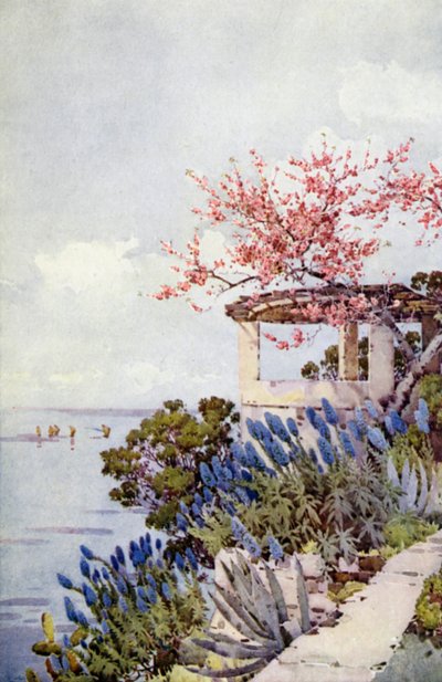 Pride of Madeira and Peach Blossom (cor litho) de Ella Du Cane