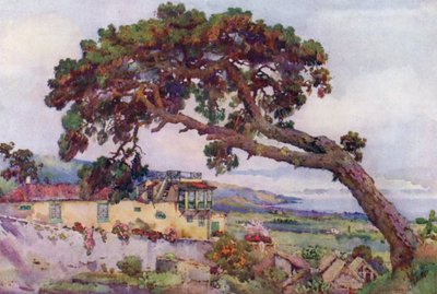 O Pinho das Canárias (cor litho) de Ella Du Cane