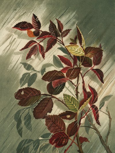 Folhas de outono à chuva de Ellen Thayer Fisher