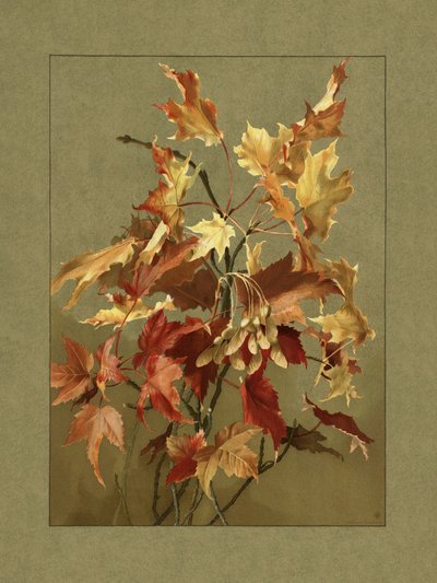 Folhas de outono, bordo de Ellen Thayer Fisher