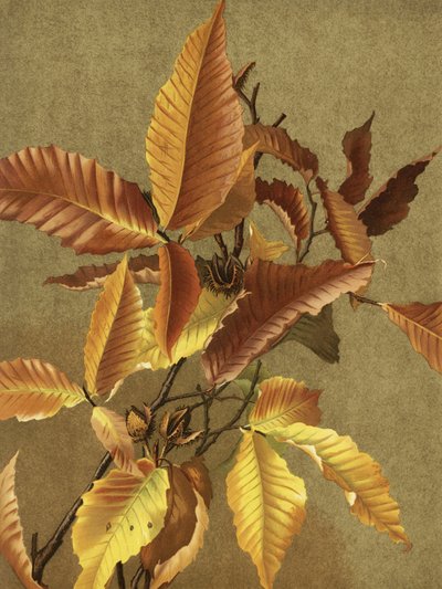 Folhas de Outono n.º 3: Faia, de Ellen Thayer Fisher de Ellen Thayer Fisher
