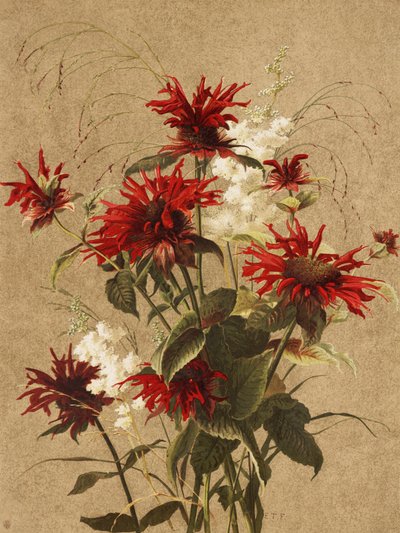 Bálsamo e Spiraea, de Ellen Thayer Fisher de Ellen Thayer Fisher