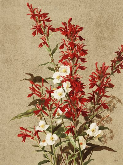 Flores-cardinais de Ellen Thayer Fisher