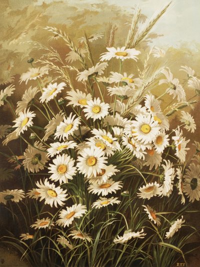 Margaridas, de Ellen Thayer Fisher de Ellen Thayer Fisher