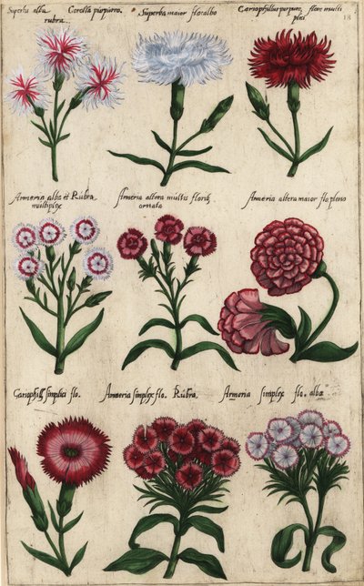 Diferentes variedades de cravo, Dianthus caryophyllus de Emanuel Sweert