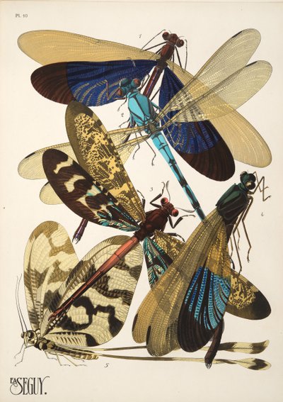 Placa 10 de Insectes, pub. Anos 30 (impressão pochoir) de Émile Allain Séguy