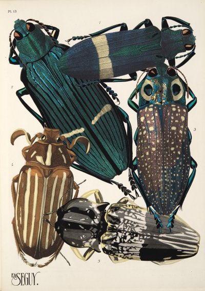 Placa 13 de Insectes, pub. Anos 30 (impressão pochoir) de Émile Allain Séguy