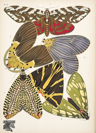 Placa 14, de Butterflies, pub. 1925 (impressão em estêncil) de Émile Allain Séguy