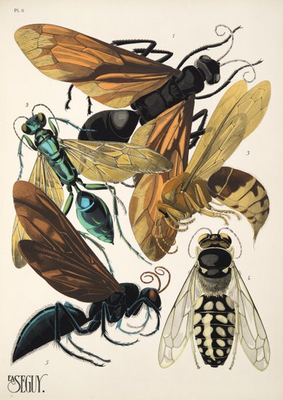 Placa 6 de Insectes, pub. 1930 (impressão pochoir) de Émile Allain Séguy