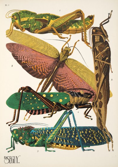 Placa 7 de Insectos, pub. Anos 30 (impressão a stencil) de Émile Allain Séguy