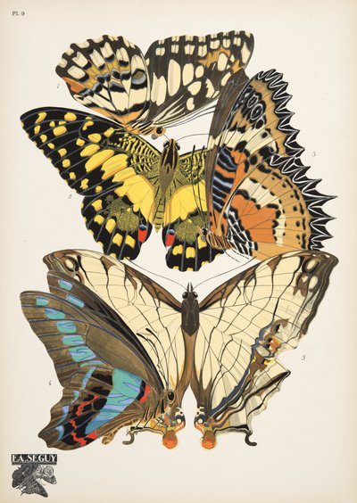 Placa 9, de Butterflies, pub. 1925 (impressão em estêncil) de Émile Allain Séguy