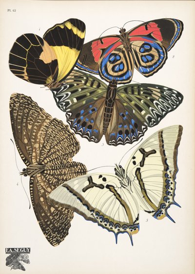Placa 12, de Butterflies, pub. 1925 (impressão em estêncil) de Émile Allain Séguy