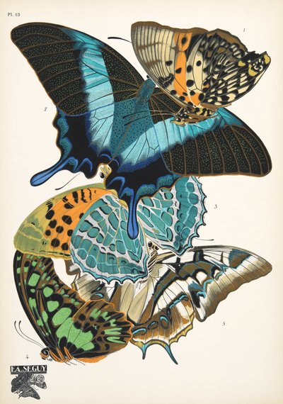 Placa 13, de Papillons, pub. 1925 (pochoir print) de Émile Allain Séguy
