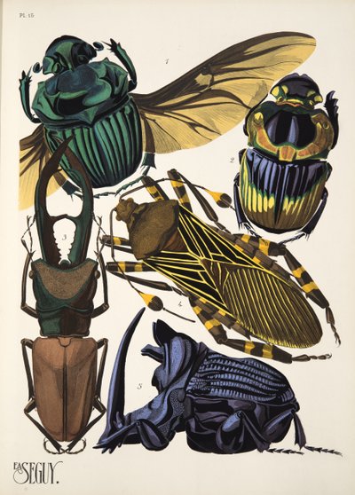 Placa 15 de Insectes, pub. Anos 30 (impressão pochoir) de Émile Allain Séguy