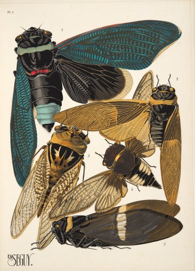 Placa 1 de Insectes, pub. Anos 30 (impressão pochoir) de Émile Allain Séguy