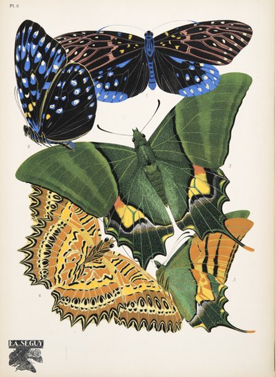 Placa 6, de Papillons, pub. 1925 (pochoir print) de Émile Allain Séguy