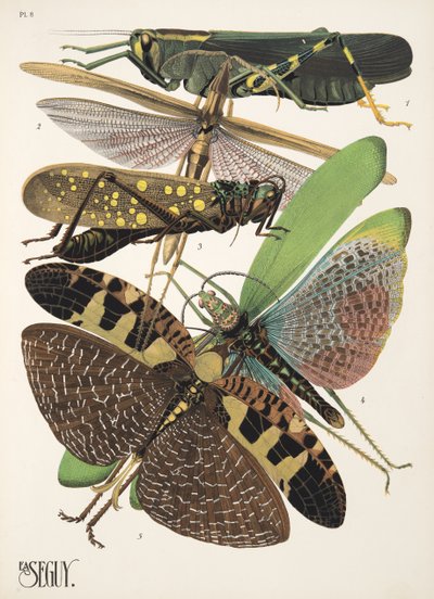 Placa 8 de Insectes, pub. 1930 (impressão pochoir) de Émile Allain Séguy