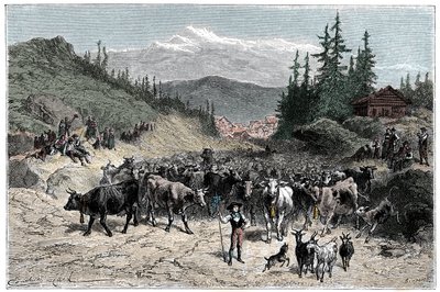 Alpes: o jodel ou manadas de partida (vacas, cabras) em direcção aos pastos. Ilustração de Emile Bayard para o livro Les Montagnes d