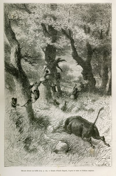 Deroute da expedição em frente à carga de um búfalo, desenho de Emile Bayard, para ilustrar a história: Por toda a África, de Zanzibar (Tanzânia) a Benguela (Angola), de 1872 a 1876, pelo Tenente V.H.Cameron. Gravura em Le tour du monde de Emile Antoine Bayard