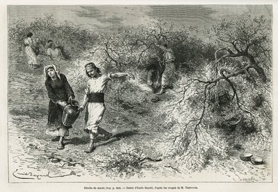 A coleção de massa, uma resina branca de lentis, durante o verão, é a base da fabricação de uma aguardente de anis, desenhada por Emile Bayard, para ilustrar a história "Chio Island" (Turquia Oriental), em 1877, pelo Dr. A. Testevuide. Gravura em Le de Emile Antoine Bayard