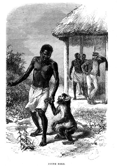 O jovem macaco Soko em África. Gravura de Emile Bayard (1837-1891) ilustrando as últimas histórias do explorador David Livingstone de Emile Antoine Bayard