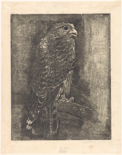 Falcão num ramo de Emilius Wilhelmus Dehé