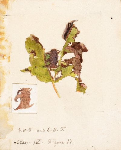 Lagarta de folha amassada, estudo para o livro Concealing Coloration in the Animal Kingdom (Escondendo a coloração no reino animal) de Emma Beach Thayer