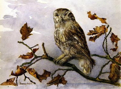Uma Coruja (aguarela sobre papel) de Emma Cooper