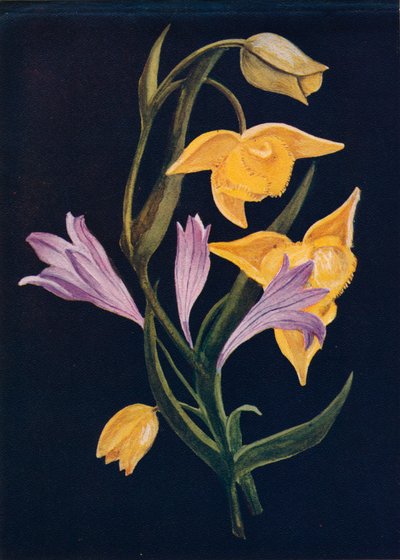 Diogenes Lantern & Harvest Brodiaea, c1915, 1915 de Emma Graham Clock